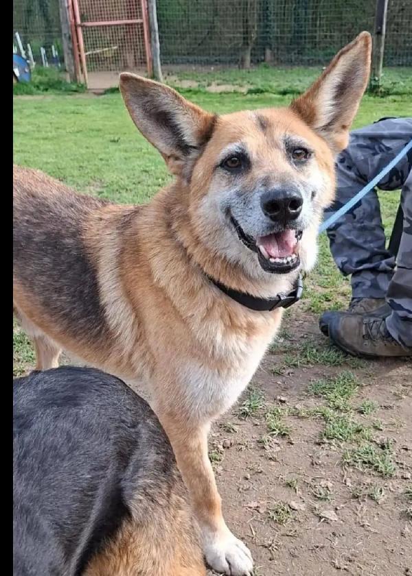 Pastore 15ANNI DI VITA INVISIBILE IN CANILE! FIRENZE Foto 2